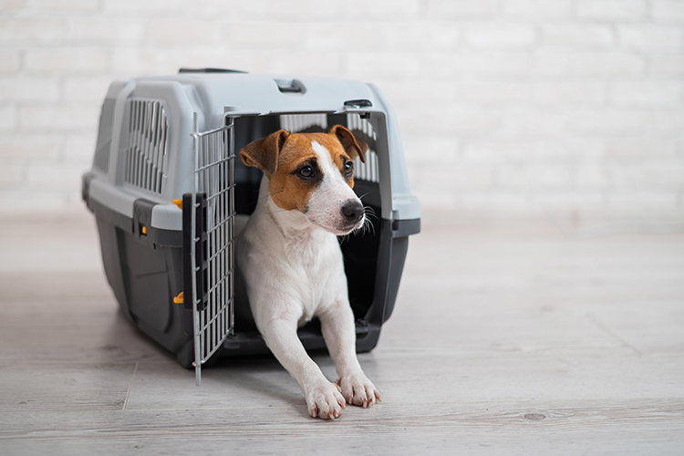 保護犬・保護猫のボランティア活動を行っています。